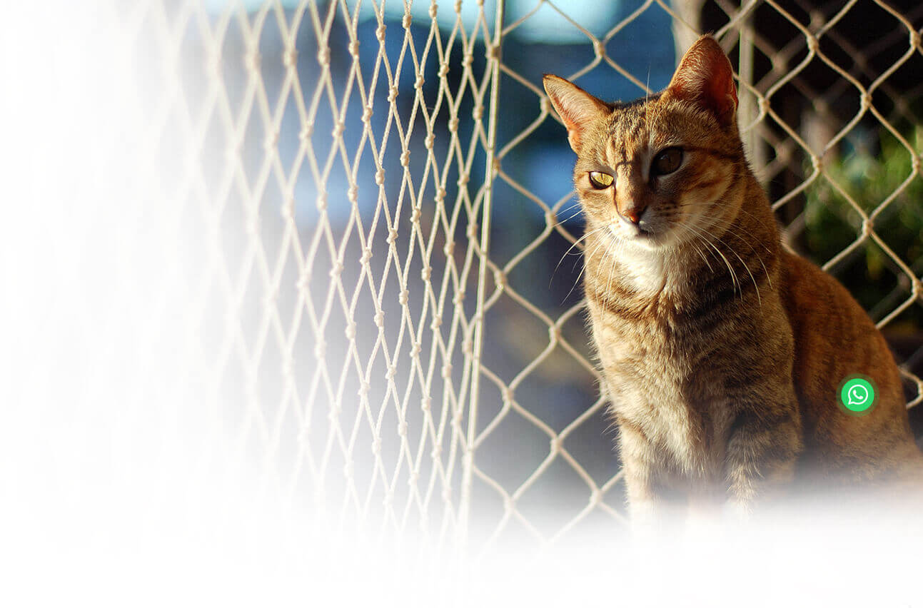 Redes de Proteção para Gatos